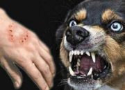 Ciri , Gejala dan Cara Penanganan Virus Rabies