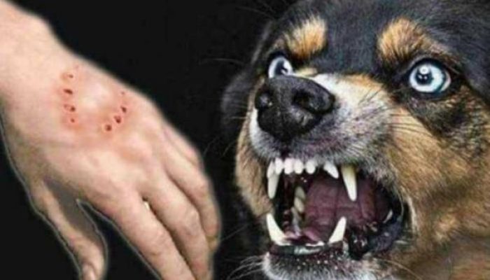 Ciri , Gejala dan Cara Penanganan Virus Rabies