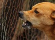 Anjing Rabies Memakan Korban Bocah Di NTT Sampai Meninggal