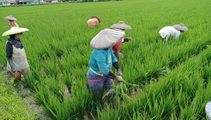 Sektor Pertanian Dinominasi Pekerja Lulusan SD Jadi Tantangan Besar