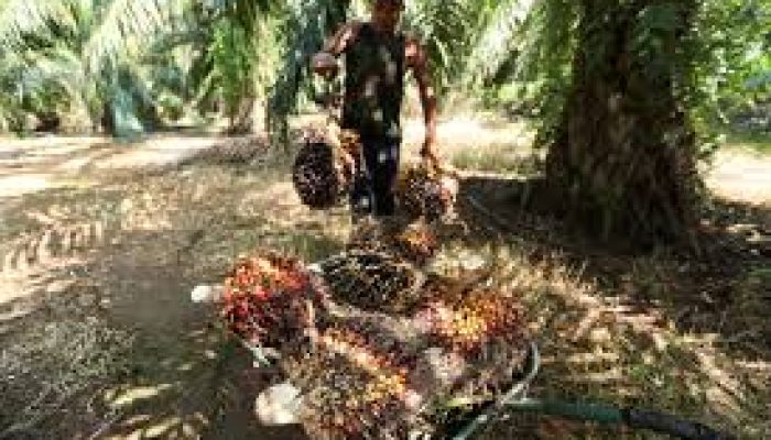 Perjuangan Indonesia sebagai Penghasil Sawit Terbesar, Mengatasi Tantangan Global dalam Produksi