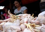 Harga Daging Ayam Naik Selama Momentum Ramadan dan Lebaran