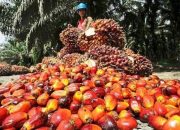 Pasokan CPO yang Terbatas Dorong Lonjakan Harga di BMD