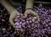 BPS: Bulan April 2024, Bawang Merah Alami Inflasi 30,75%